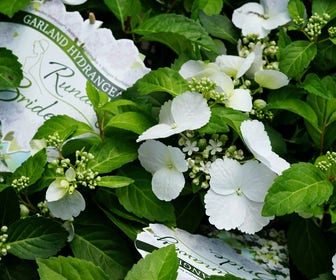Hortensia (Hydrangea hybr. 'Runaway Bride')
