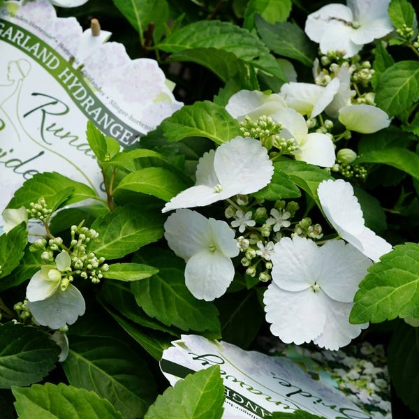 Hortensia (Hydrangea hybr. 'Runaway Bride')