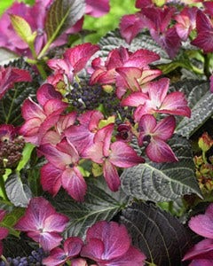 Hortensia