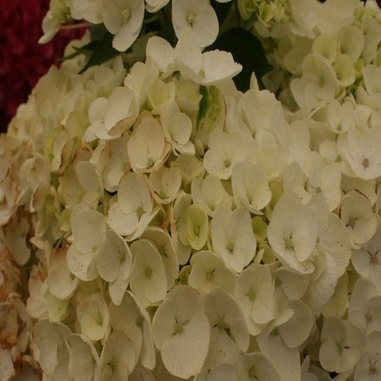 Hortensia (Hydrangea macr. Hovaria 'Holibel')