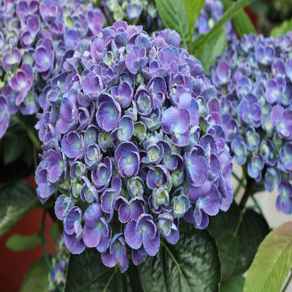 Hortensia (Hydrangea 'Hovaria Hopcorn Blue')