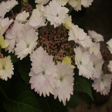 Hortensia (Hydrangea macro. 'Koria')