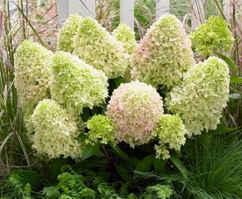 Pluimhortensia (Hydrangea paniculata 'Little Fresco')