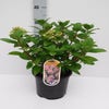Pluimhortensia (Hydrangea paniculata 'Little Quick Fire')