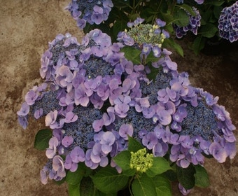 Hortensia (Hydrangea macro. 'Lutin Blue')