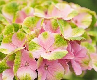 Hortensia (Hydrangea 'Magical Jewel Pink')