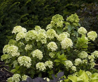 Pluimhortensia (Hydrangea paniculata 'Little Lime')