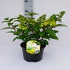 Pluimhortensia (Hydrangea paniculata 'Magical Mont Blanc')