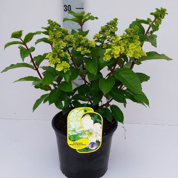 Pluimhortensia (Hydrangea paniculata 'Magical Mont Blanc')