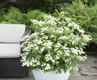 Hortensia (Hydrangea 'Prim White')
