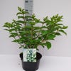 Pluimhortensia (Hydrangea paniculata 'White Lady')