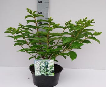 Pluimhortensia (Hydrangea paniculata 'White Lady')