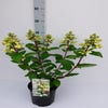 Pluimhortensia (Hydrangea paniculata 'Wim's Red')
