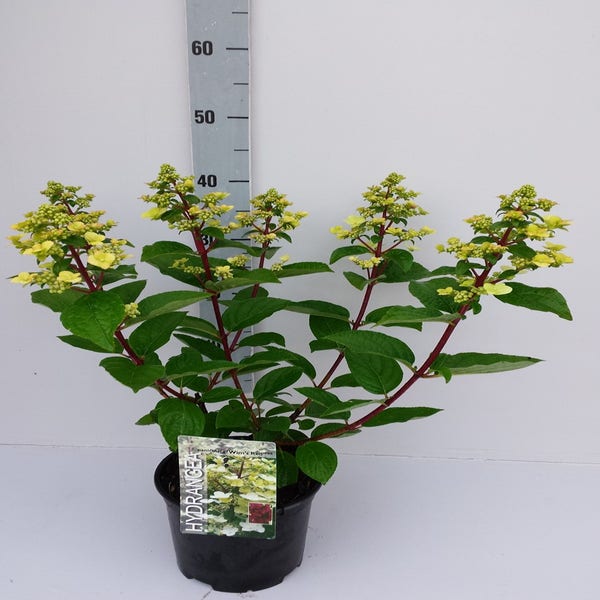 Pluimhortensia (Hydrangea paniculata 'Wim's | Directplant