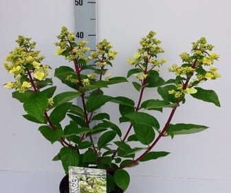 Pluimhortensia (Hydrangea paniculata 'Wim's Red')