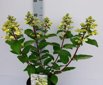 Pluimhortensia (Hydrangea paniculata 'Wim's Red')