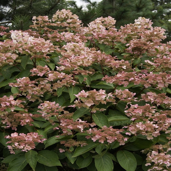 Pluimhortensia (Hydrangea paniculata &lsquo;Dharuma&rsquo;) | Directplant