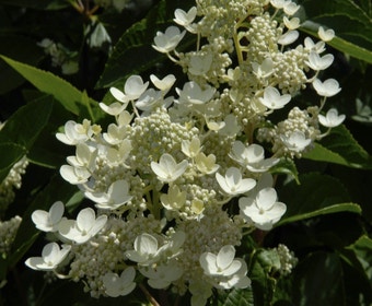 Pluimhortensia (Hydrangea paniculata 'Dharuma')