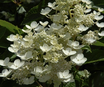 Pluimhortensia (Hydrangea paniculata 'Dharuma')