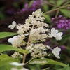 Pluimhortensia (Hydrangea paniculata 'Kyushu')