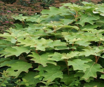 Eikenbladhortensia (Hydrangea quercifolia 'Snow Queen')