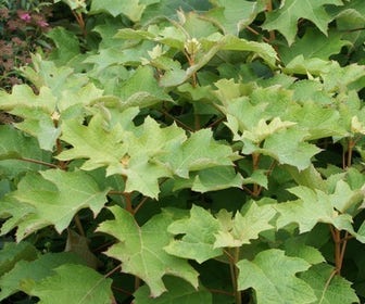 Eikenbladhortensia (Hydrangea quercifolia 'Snow Queen')