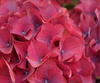 Hortensia (Hydrangea macrophylla 'Red Beauty Violet')