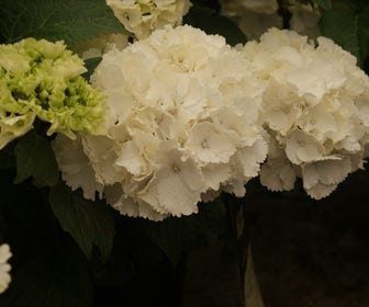 Hortensia (Hydrangea macrophylla 'Schneeball')