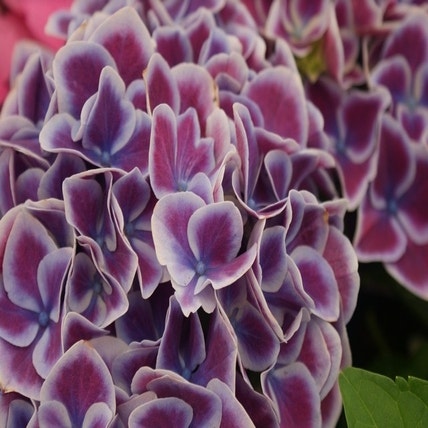 Hortensia (Hydrangea macrophylla 'Tivoli Blue')