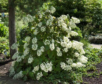 Eikenbladhortensia (Hydrangea quercifolia)