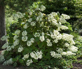 Eikenbladhortensia (Hydrangea quercifolia)