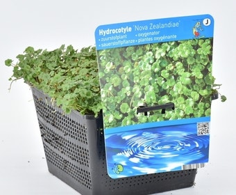 Waternavel (Hydrocotyle novae-zealandiae)