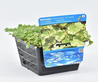 Bonte waternavel (Hydrocotyle sib. 'Variegata')