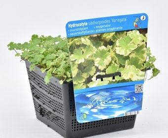 Bonte waternavel (Hydrocotyle sib. 'Variegata')