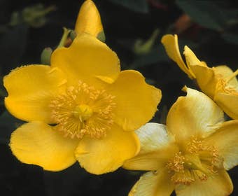 Hertshooi (Hypericum 'Hidcote')