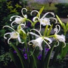 Spinlelie (Hymenocallis festalis 'Zwanenburg')
