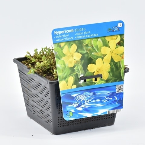Hypericum elodes  18 cm mand