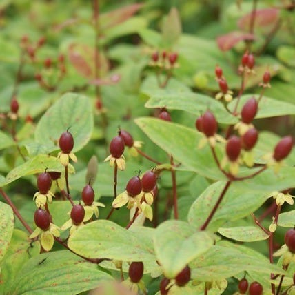 Hypericum Rheingold Hertshooi (Hypericum 'Rheingold')