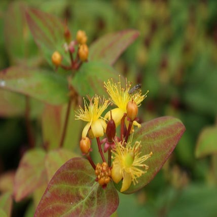Hertshooi (Hypericum 'Rheingold')