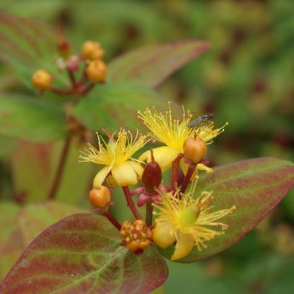 Hypericum Rheingold Hertshooi (Hypericum 'Rheingold')