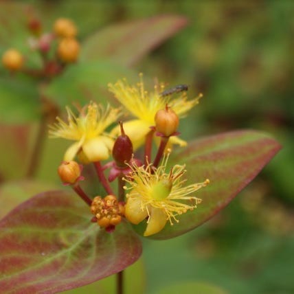 Hypericum Rheingold Hertshooi (Hypericum 'Rheingold')