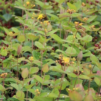 Hypericum Rheingold Hertshooi (Hypericum 'Rheingold')