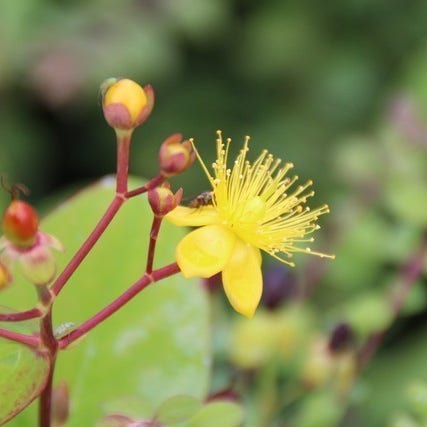 Hypericum Rheingold Hertshooi (Hypericum 'Rheingold')