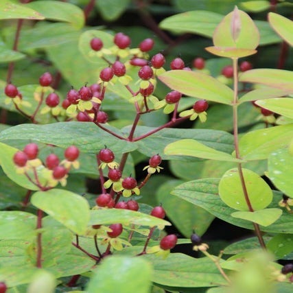 Hertshooi (Hypericum 'Rheingold')