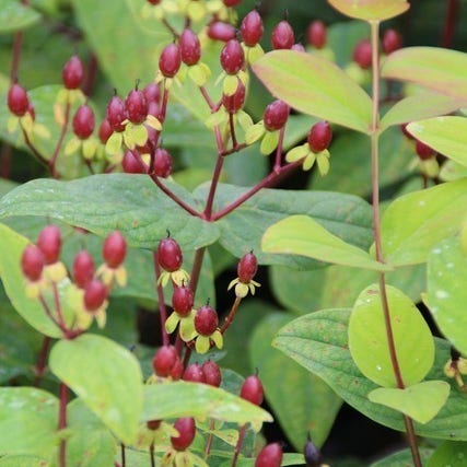 Hypericum Rheingold Hertshooi (Hypericum 'Rheingold')