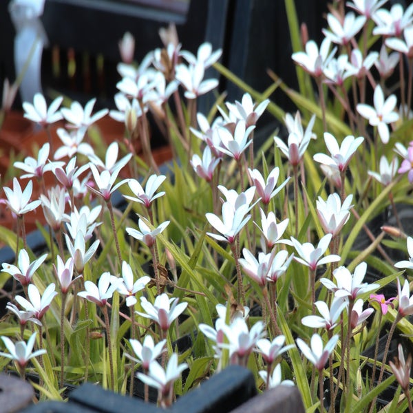 Hypoxis (Hypoxis parvula)
