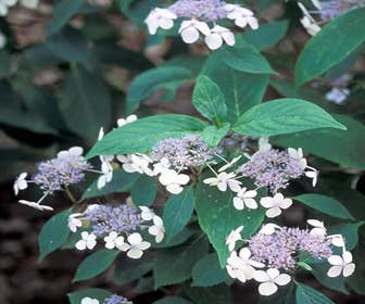 Hortensia (Hydrangea serrata 'Bluebird')