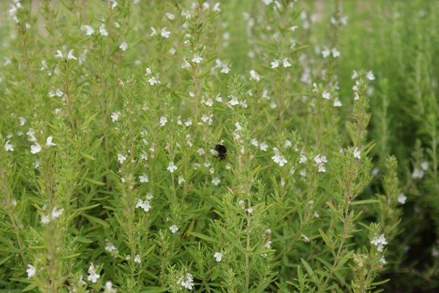 Hyssopus