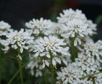 Scheefkelk/scheefbloem (Iberis sempervirens 'Schneeflocke')