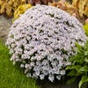 Scheefkelk/scheefbloem (Iberis sempervirens 'Pink Ice')